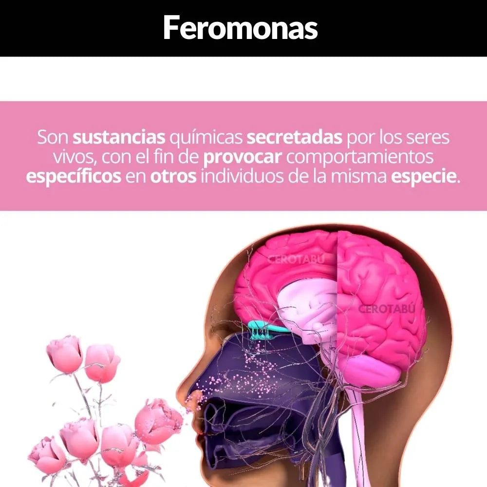 Attraction | Feromonas para mujer KIT X3: Atrae a quien tu quieras y destaca en cualquier lugar